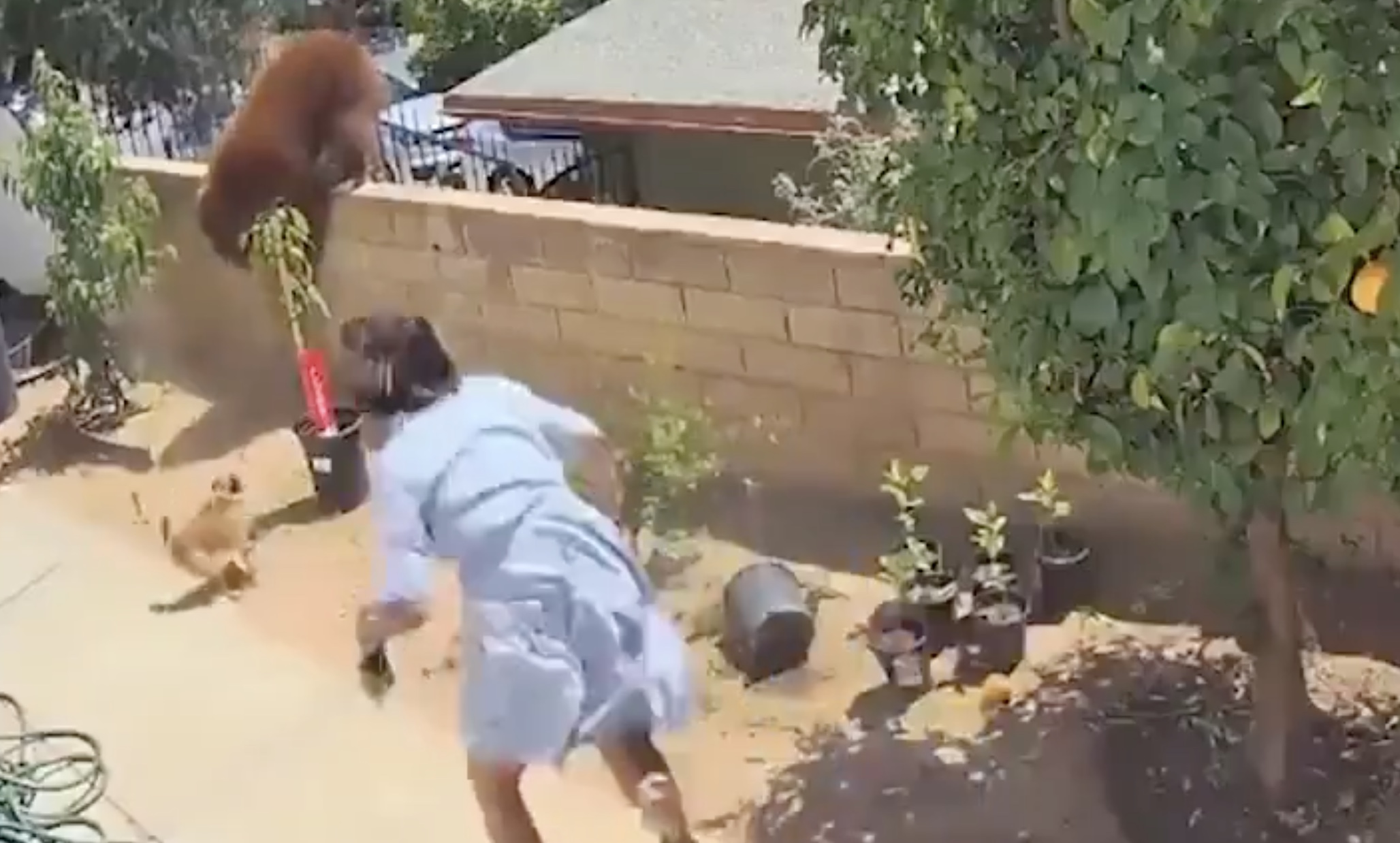 Lelökte a medvét a kerítésről a 17 éves lány, hogy megvédje a kutyáit