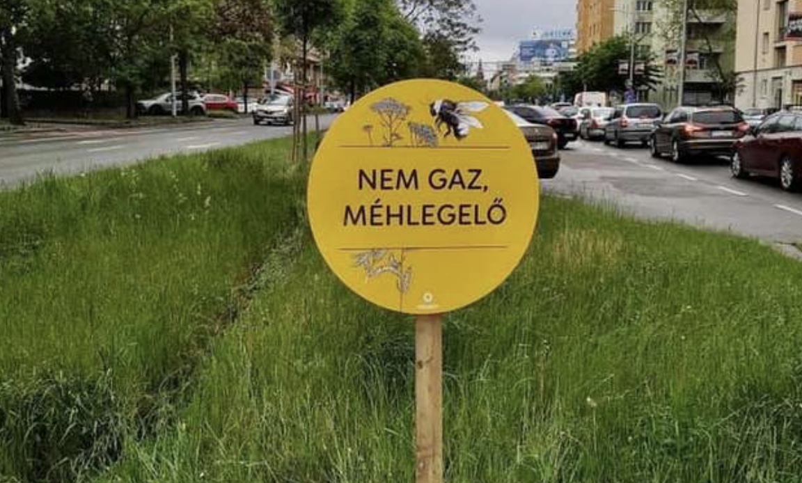 A főváros az időjárást okolja a várost ellepő gazért