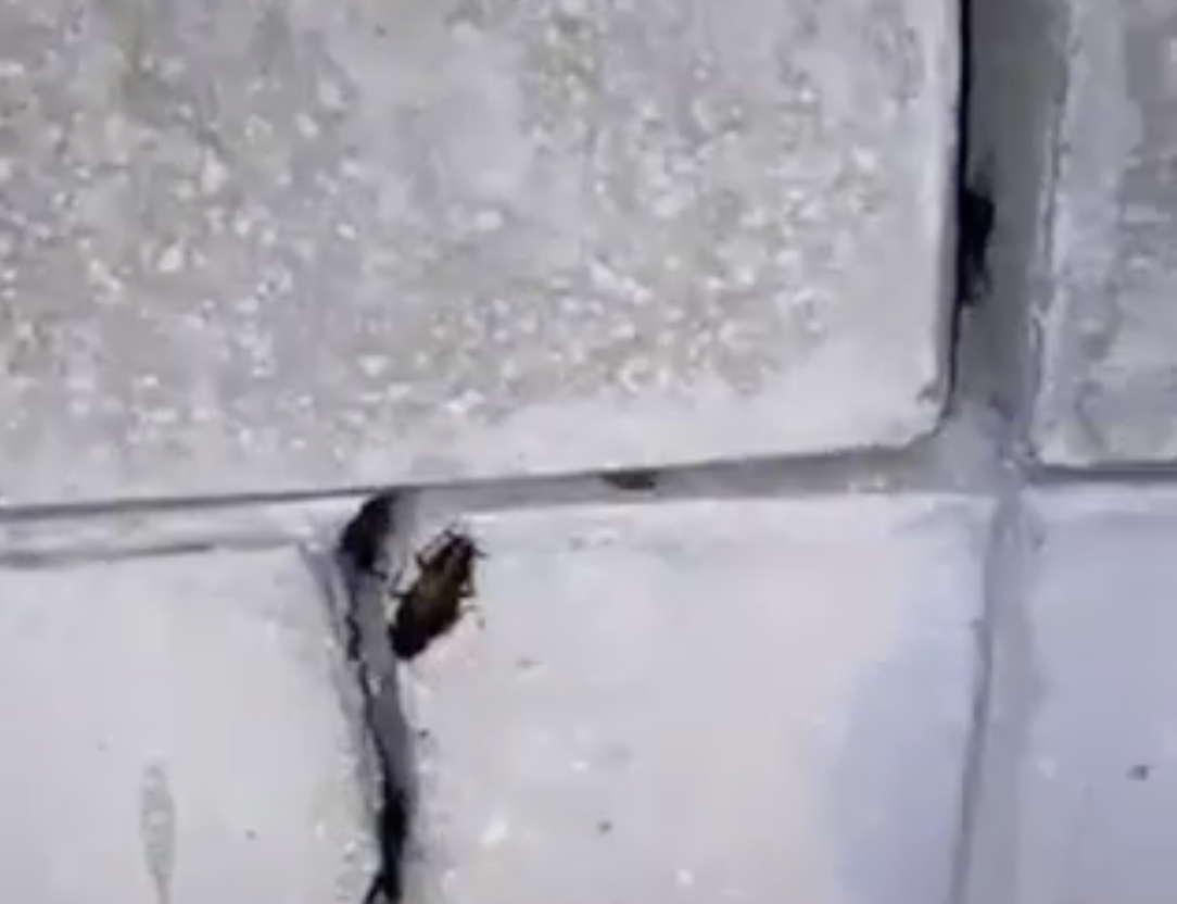 Csótányinvázió Budapesten – VIDEÓ!