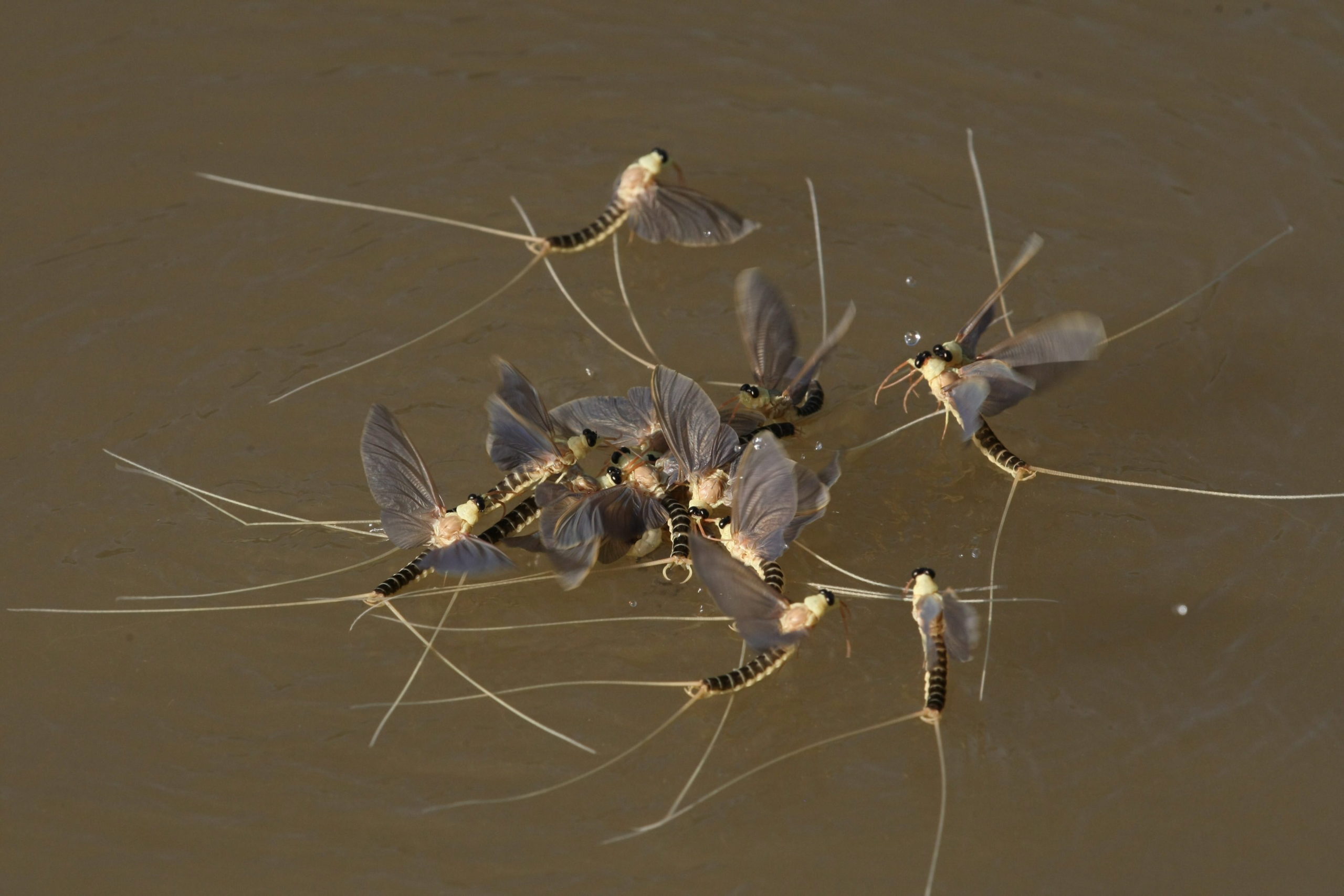 Zajlik a tiszavirágzás a Hortobágyi Nemzeti Parkban