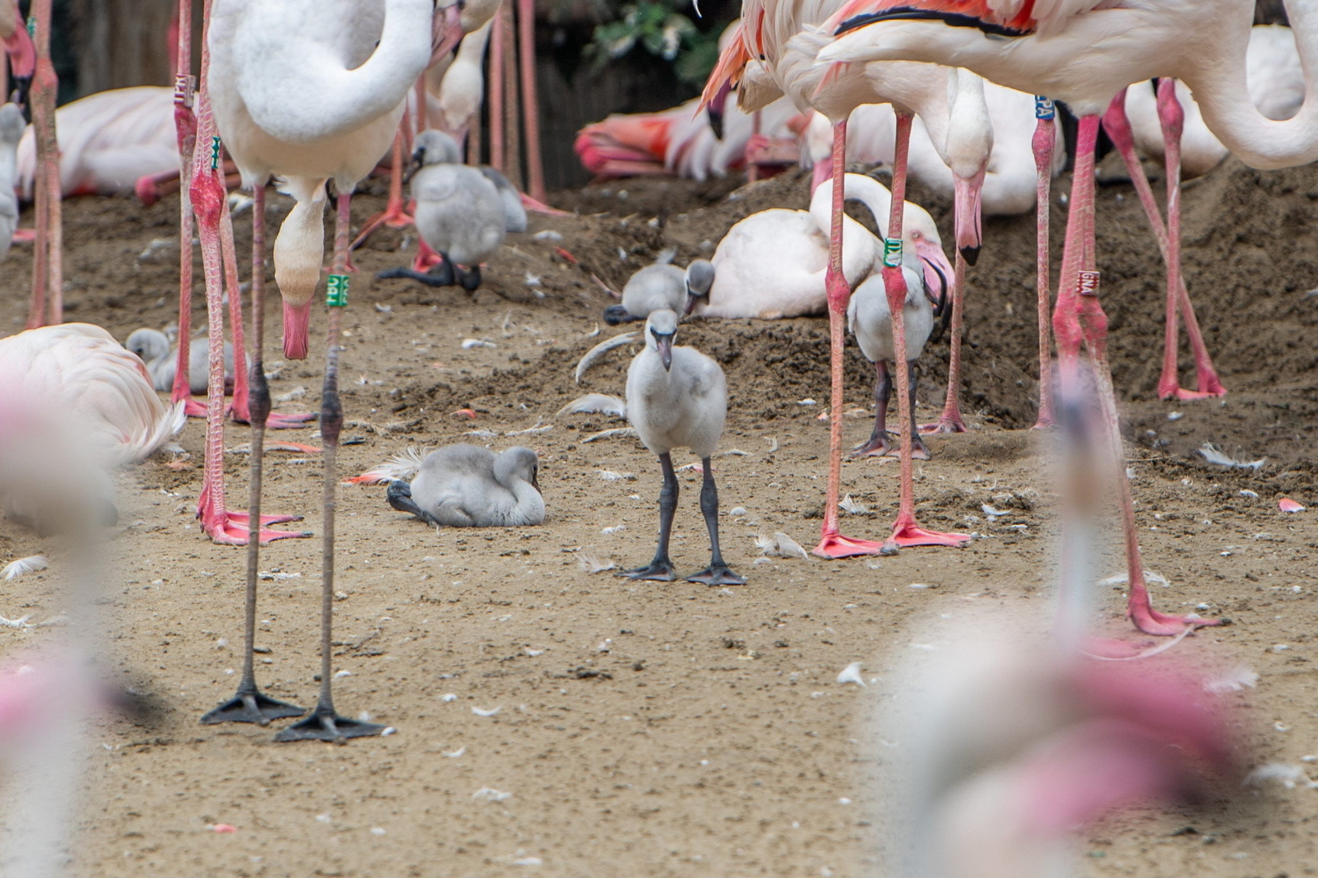 A nap képe: Flamingófiókák keltek ki a napokban a budapesti állatkertben