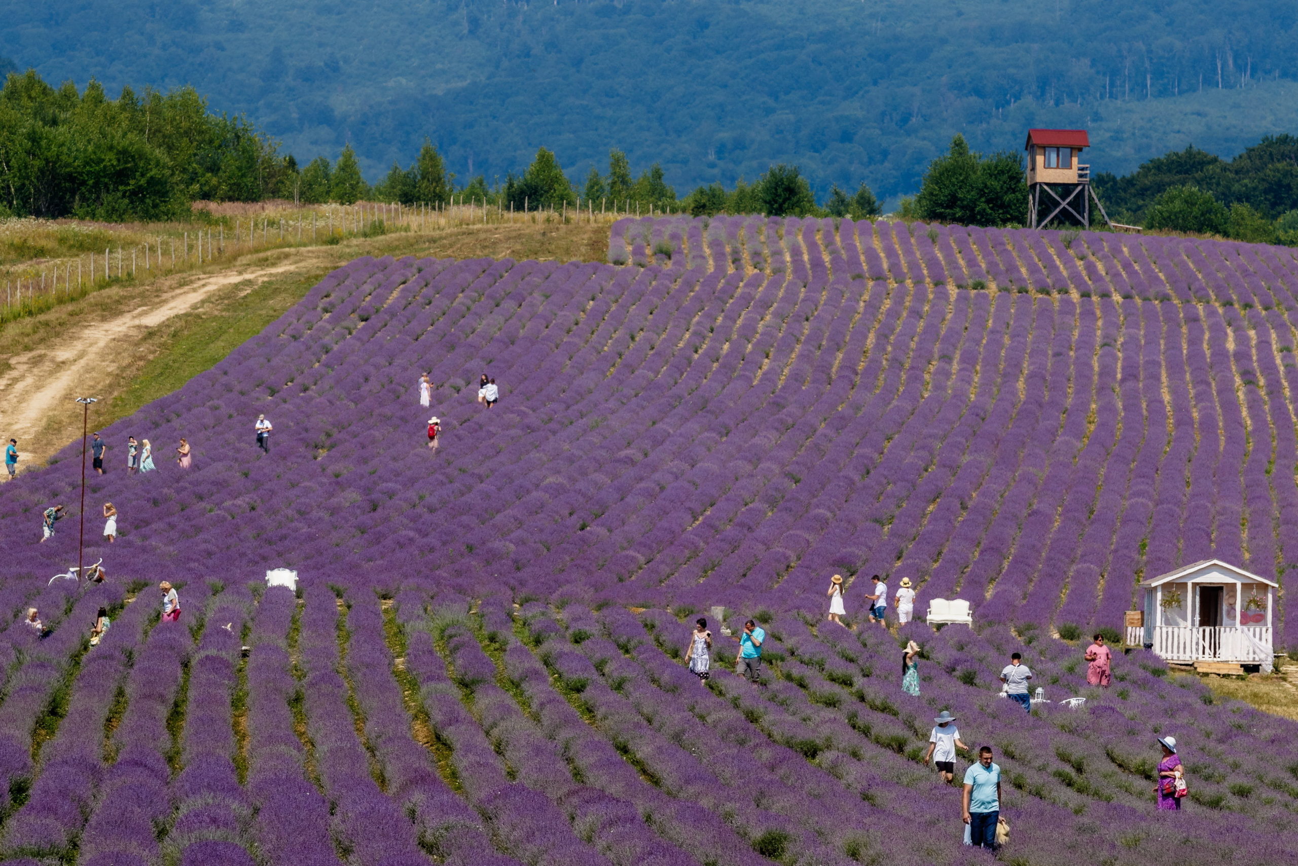 Levendulaültetvény Kárpátalján