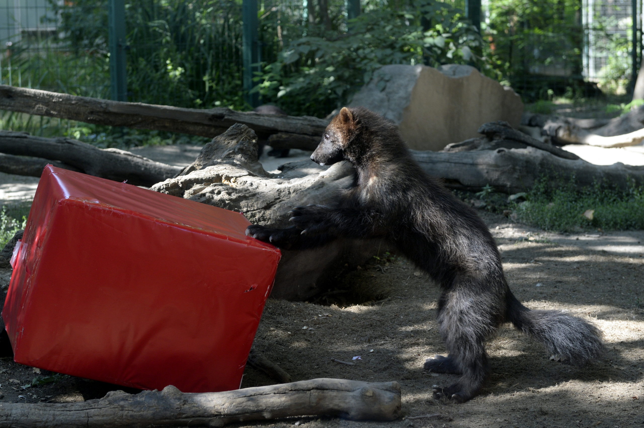 A nap képe: Ajándékot kaptak a budapesti állatkert lakói