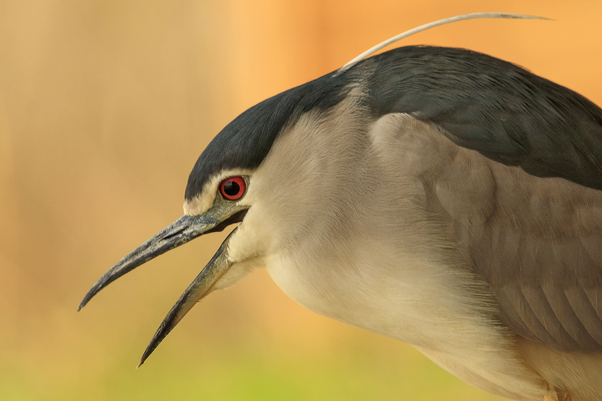 A madarak sokszor kibabrálnak a fotóssal