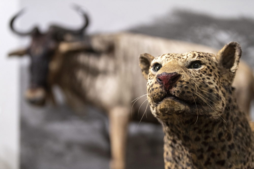 Széchenyi Zsigmond fotóiból nyílt kiállítás a Capa Központban