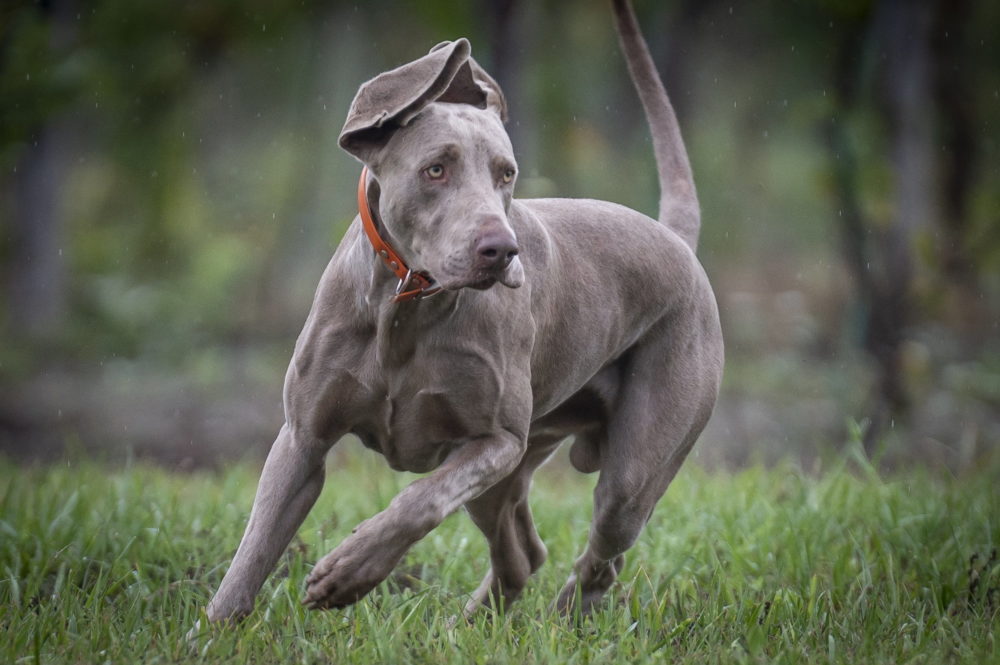 Rövidszőrű német vizslák nemzetközi főtenyészszemléje