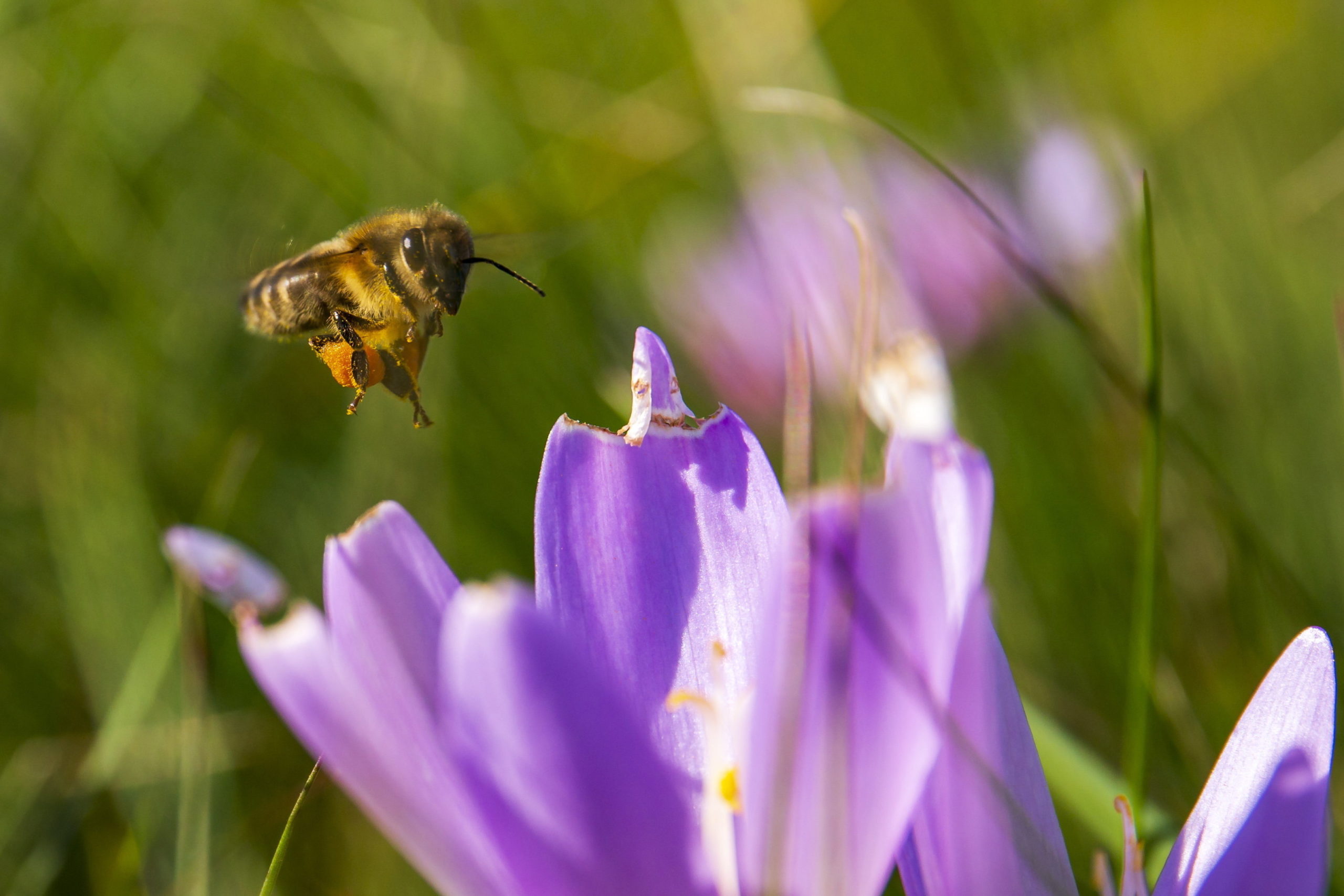 Méh gyűjt virágport a virágzó őszi kikericsről
