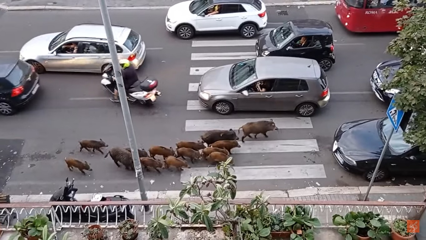 Vaddisznók kóboroltak Róma utcáin
