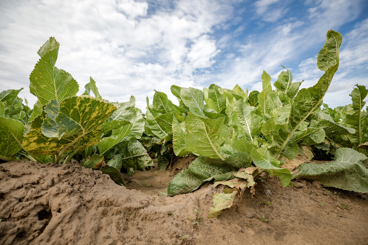 Csípős probléma – a torma