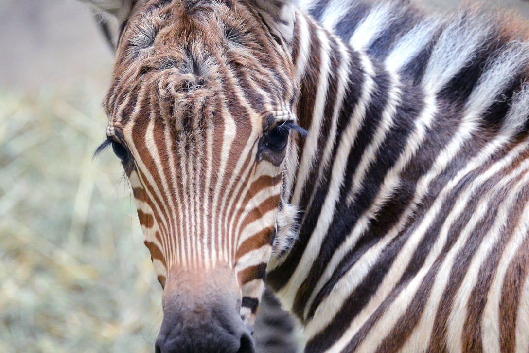 Gyönyörűséges zebracsikó született a budapesti állatkertben