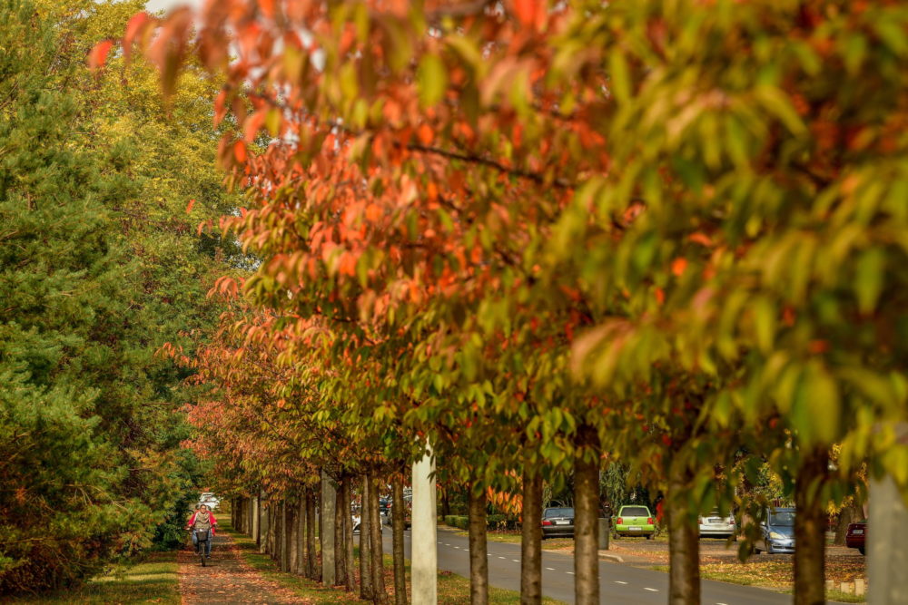 Őszi színekben pompázó fák a debreceni Nagyerdőben