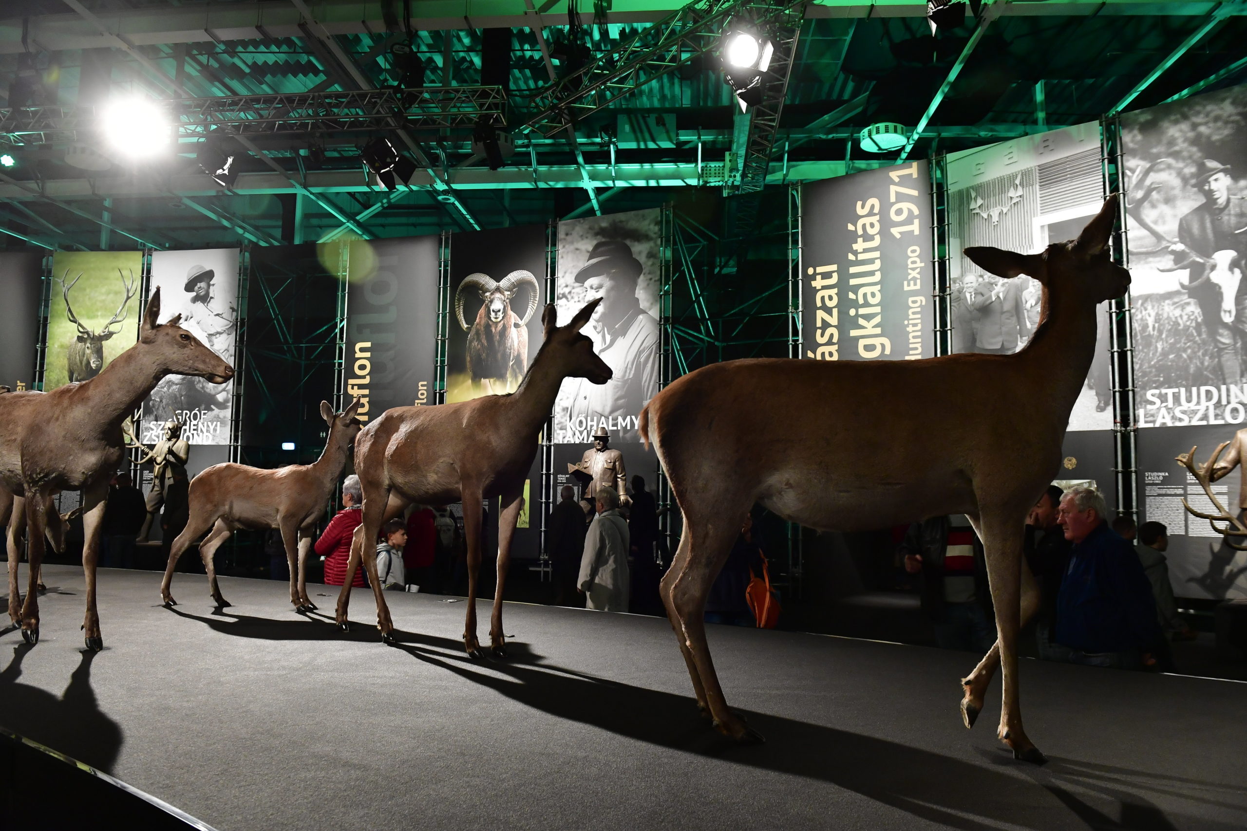 A vadgazdálkodás jótékonyan hat az élővilágra a szakértő szerint