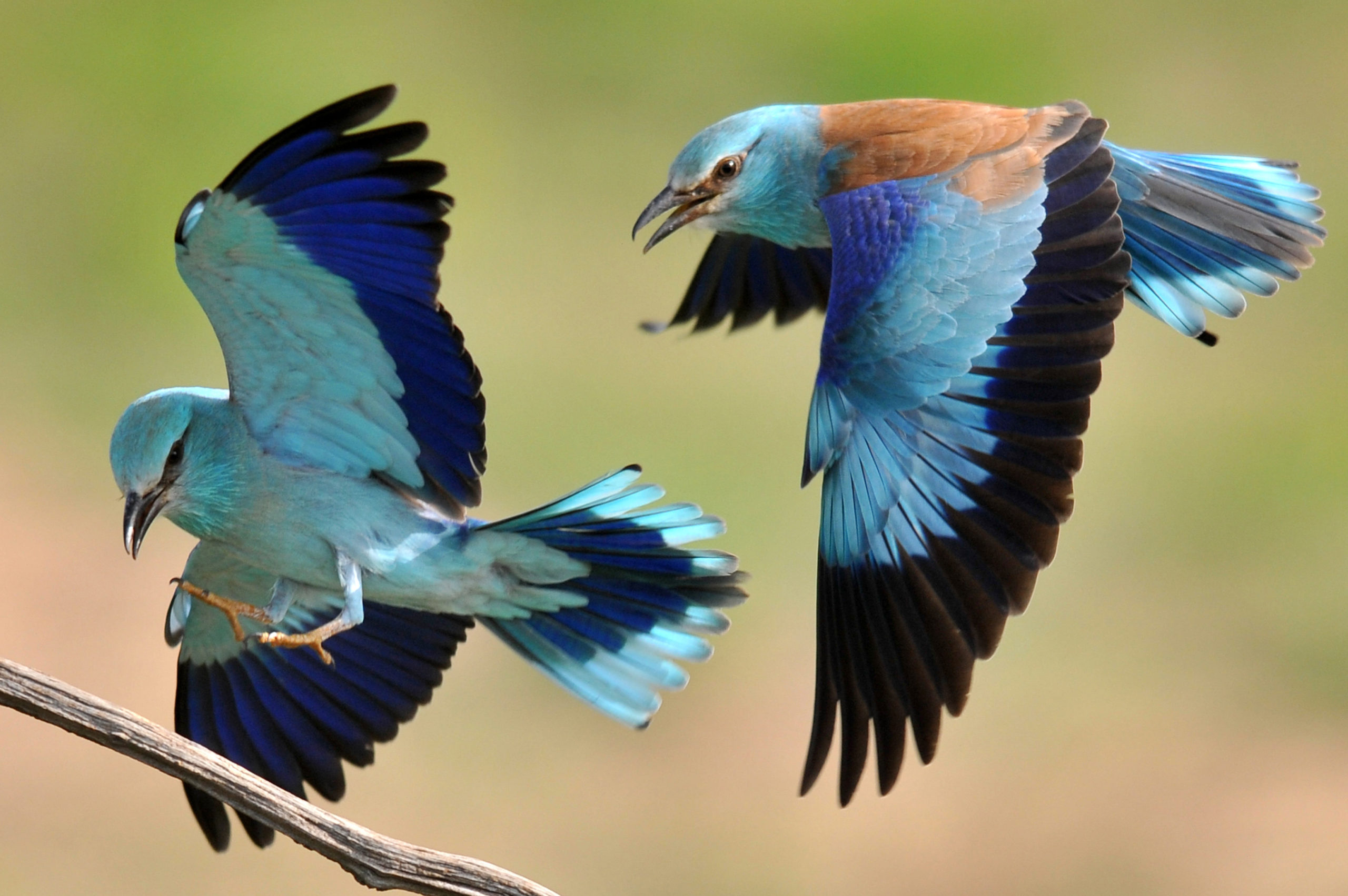 Élővilágunk sokszínűségét mutatja be Magyarország madáratlasza