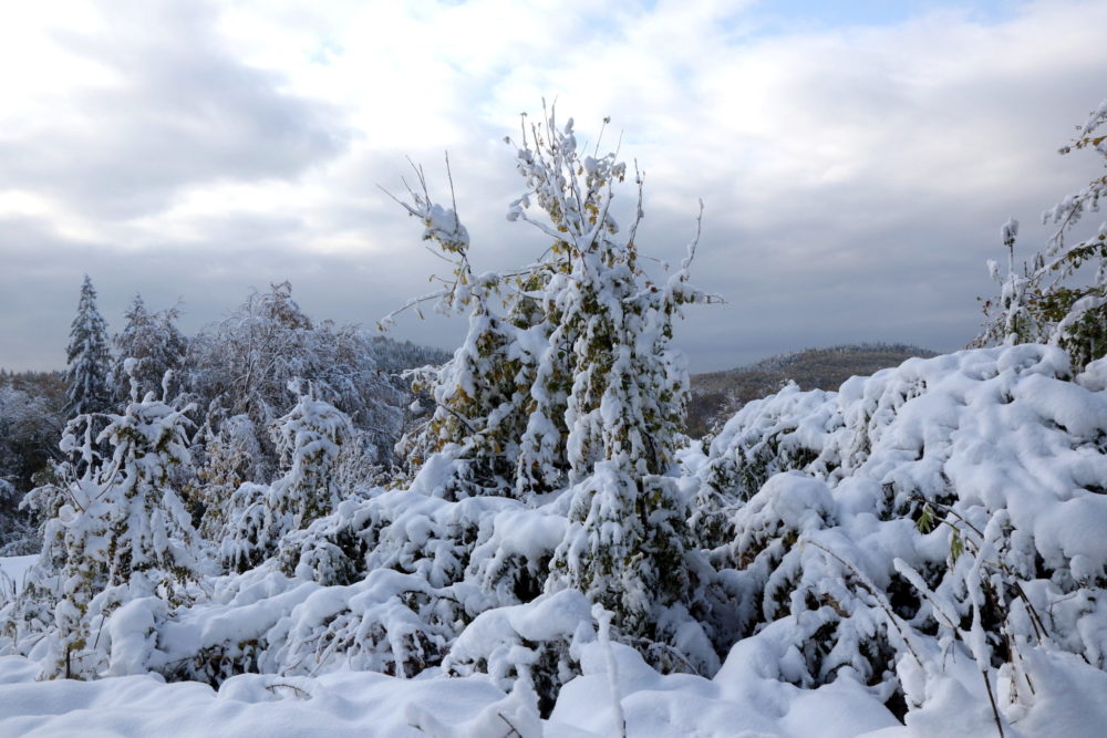 Behavazott táj Bánkúton