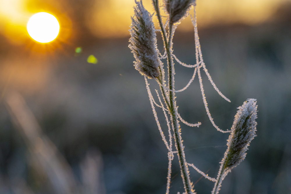 Deres pókháló egy növényen napfelkeltekor Zalában