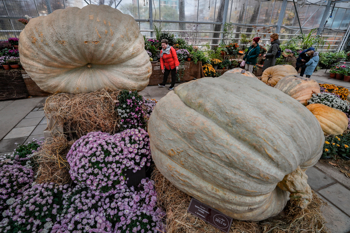 Óriástökök kiállítása