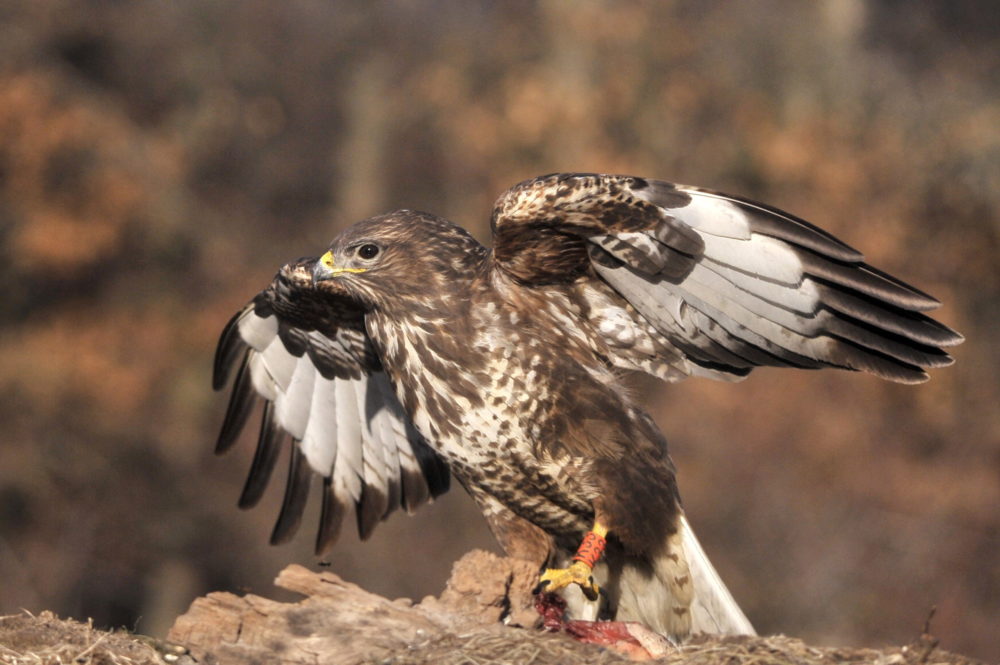 A vadmadaraknál megjelent Magyarországon a madárinfluenza
