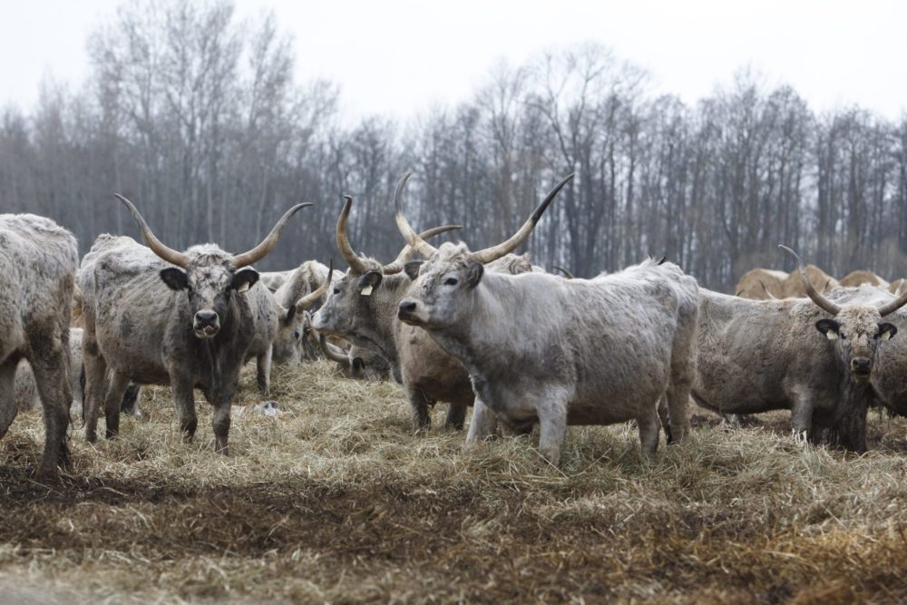 Már 24 milliárd forint támogatást kaptak a kisebb állattartó gazdaságok