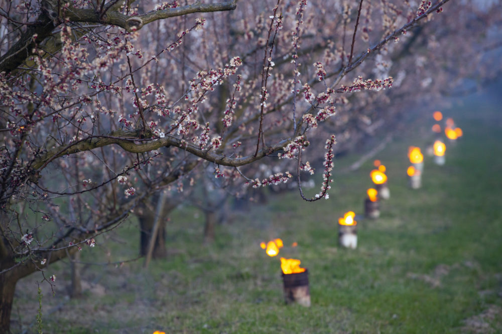 Már lehet pályázni a fagykár elleni gépek beszerzésére