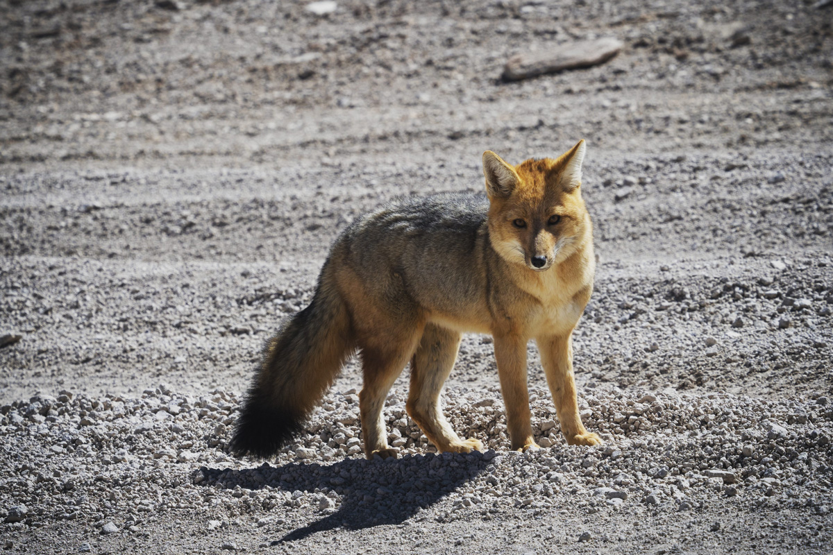 Kutyát vett egy család, később kiderült, hogy róka