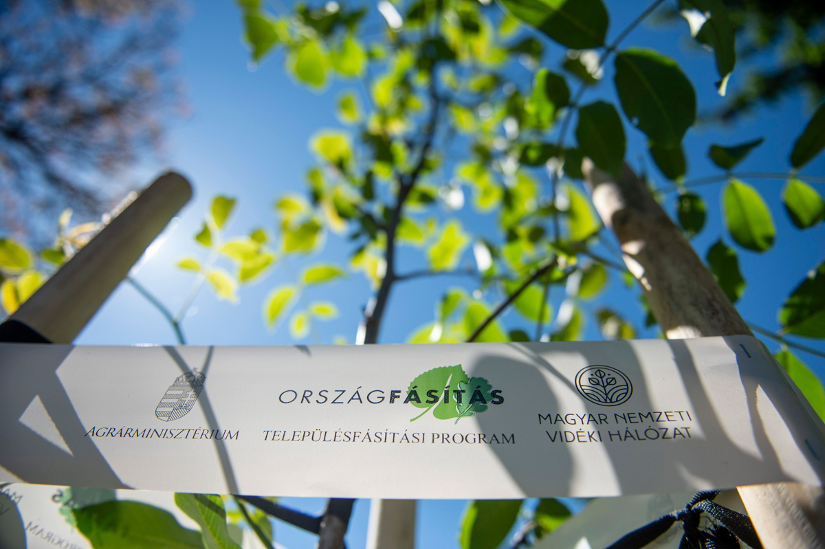 Egyre sikeresebb a Településfásítási Program