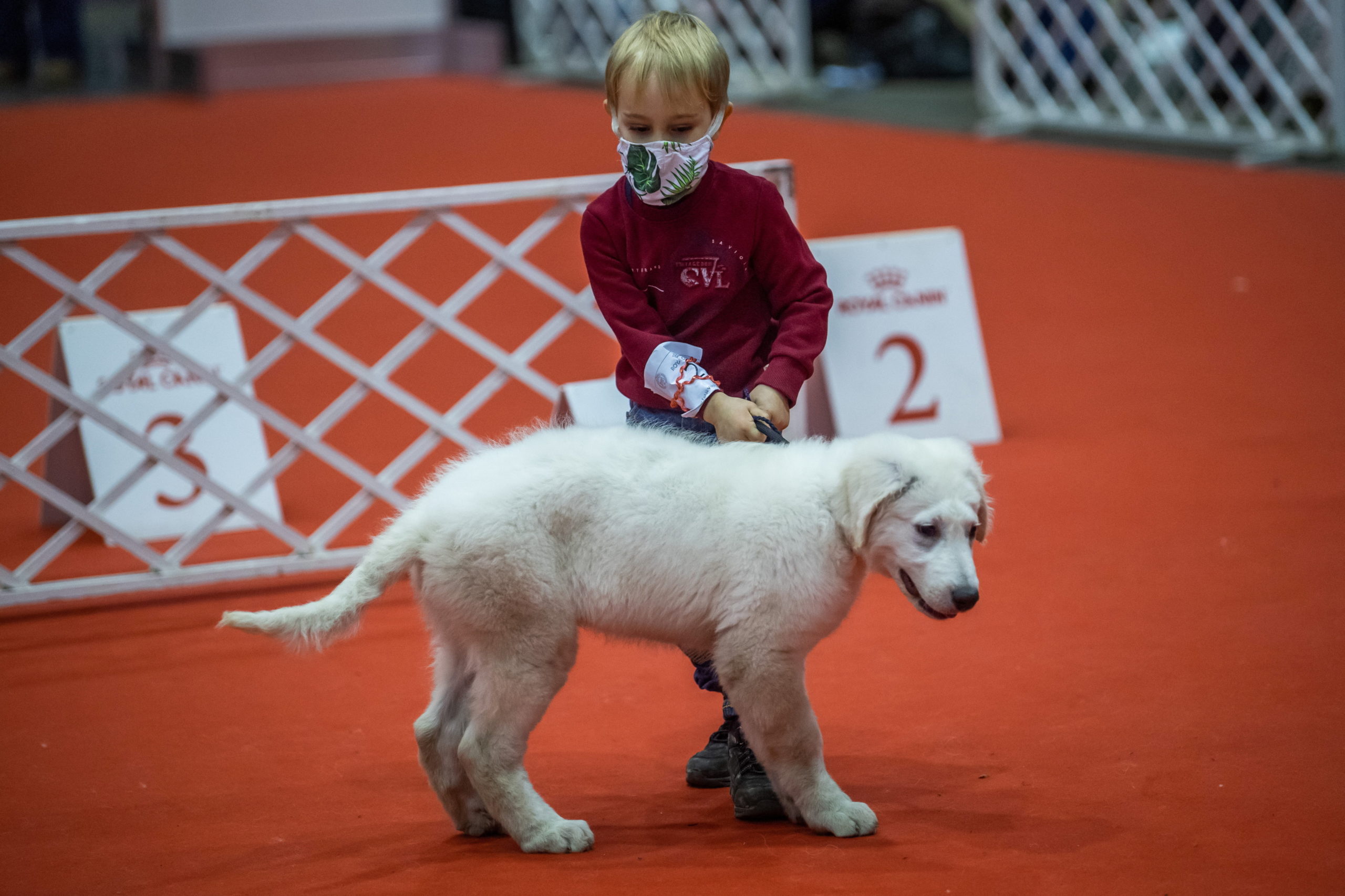 Kölyök kuvasz az Európa Kutyakiállításon Budapesten