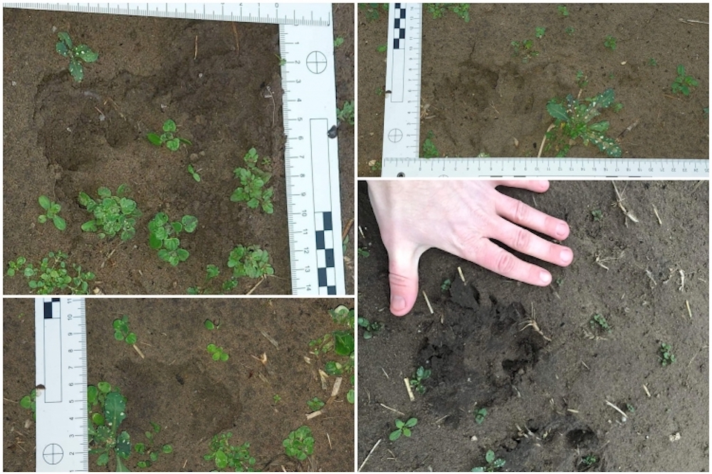 Fekete párduc garázdálkodhat Kiskunhalason