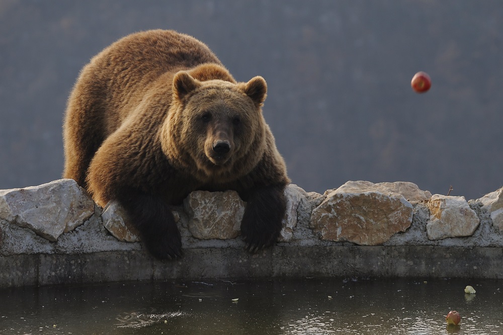 Medverezervátum Koszovóban