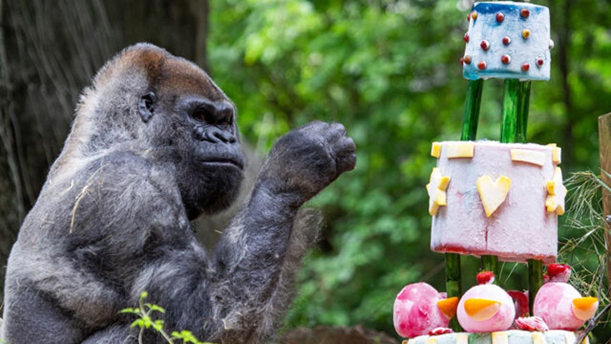 Elpusztult 61 évesen a világ legidősebb hím gorillája