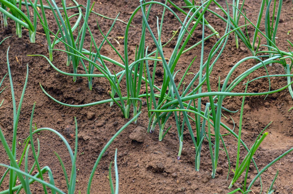 A fóliás zöldségtermesztést is érintették a viharkárok