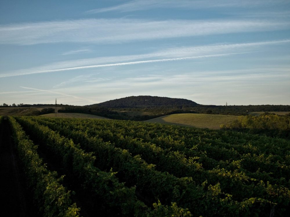 Neszmélyi és villányi borok nyerték a Magyar Bor Nagydíjat