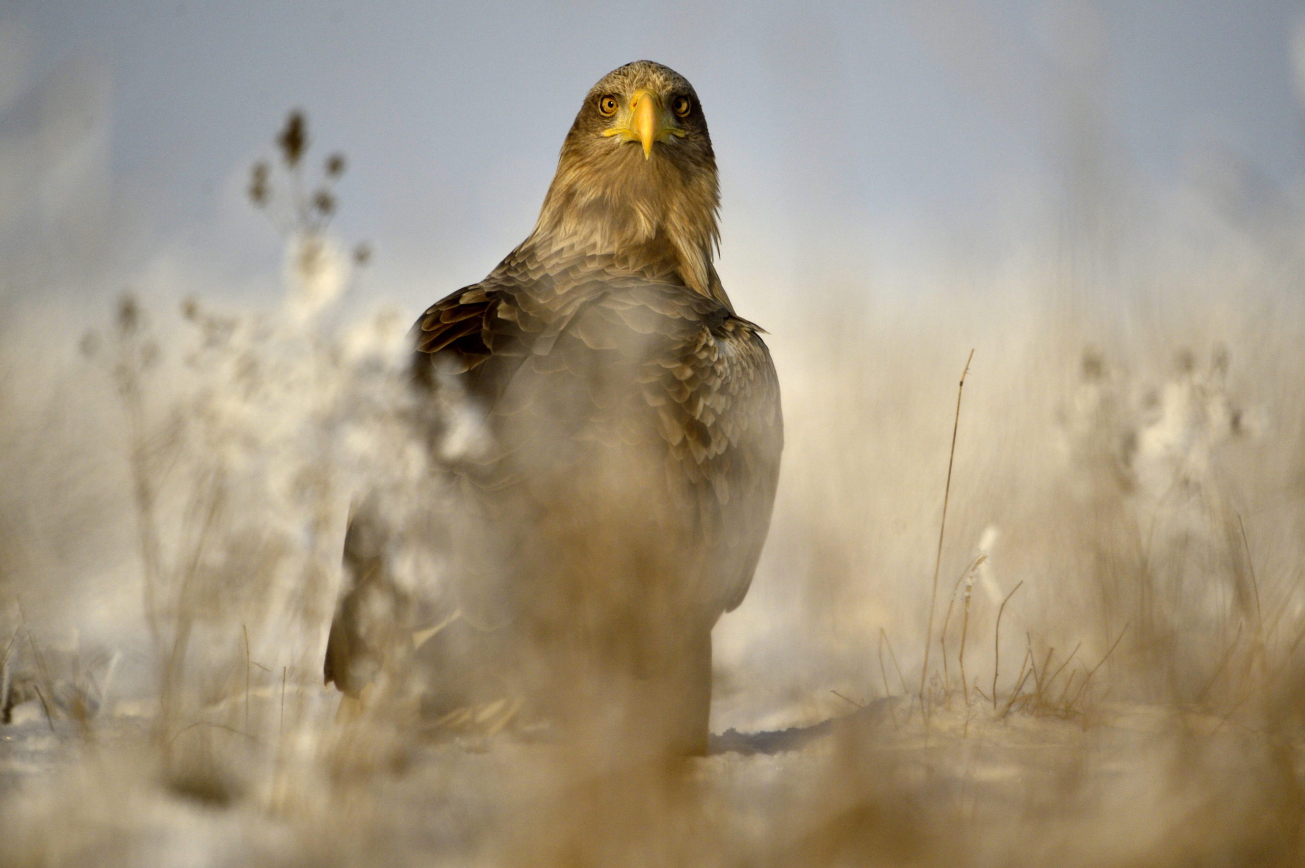 Rétisas Balmazújvárosban