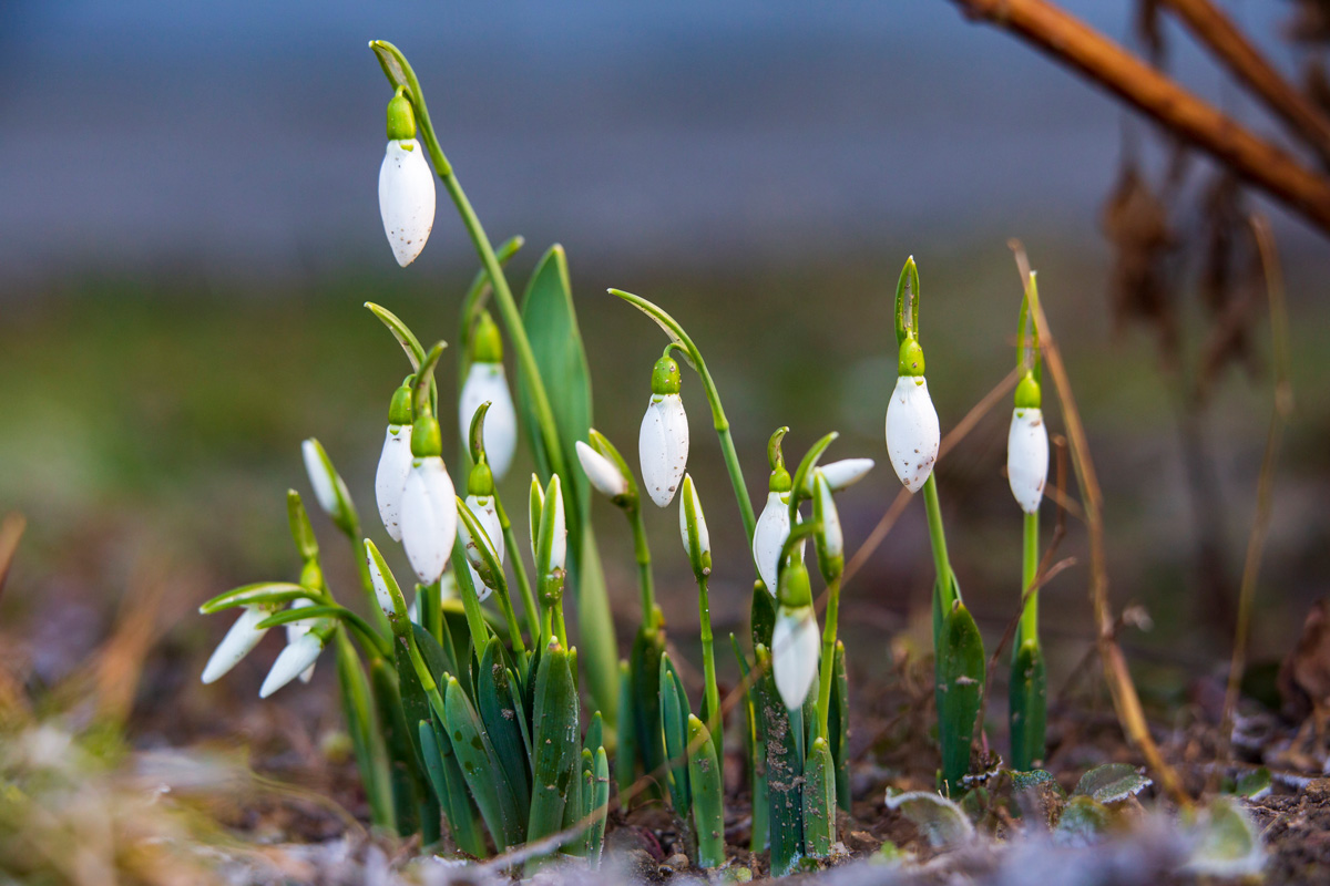 Már most nyílik a hóvirág