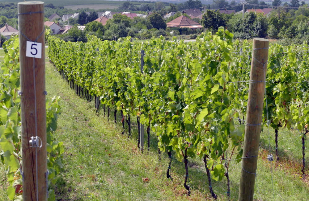 Létrejöttek a korszerű szőlő- és bortermelés alapjai