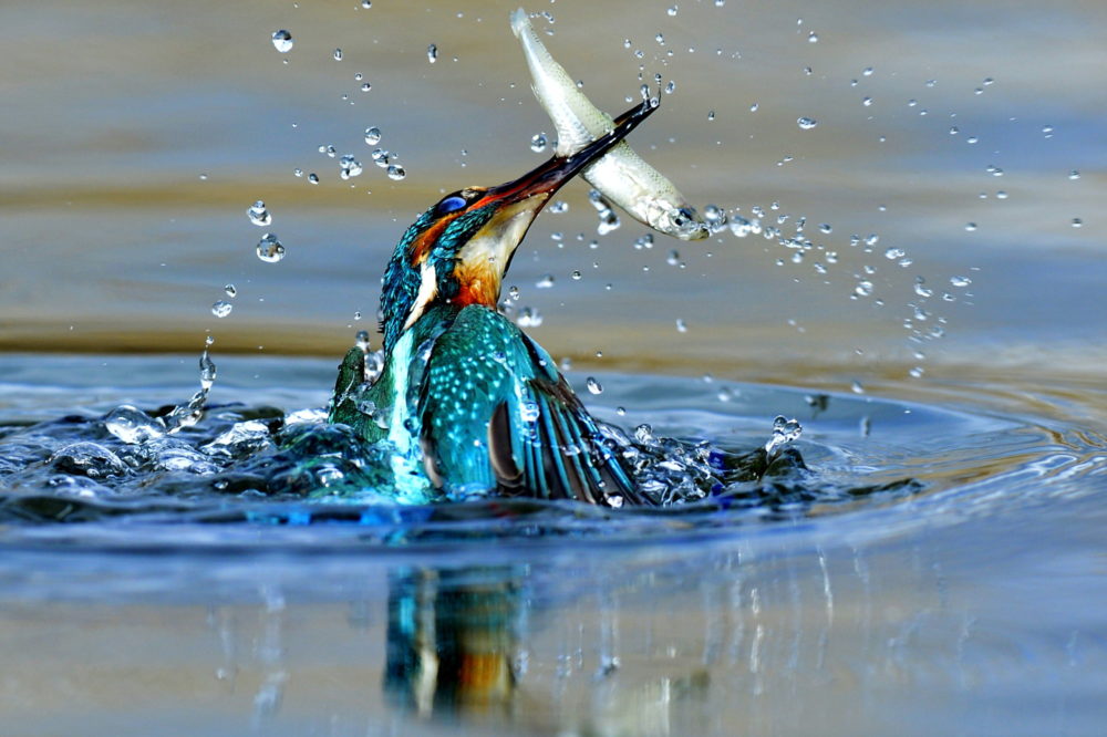 Jégmadár a Bács-Kiskun megyei Tiszaalpár környékén
