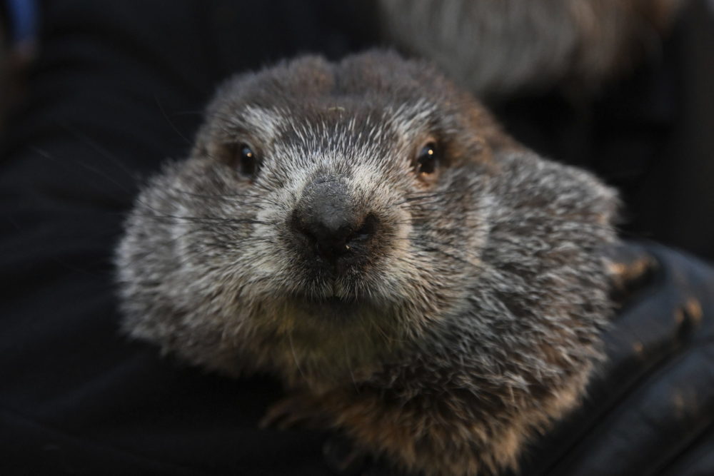 Még hat hétig tart a tél Phil, a pennsylvaniai mormota szerint