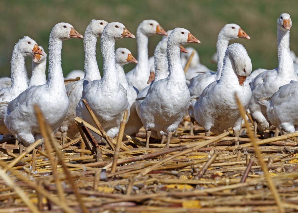 Nincs szükség közvetítőre az állatjóléti támogatásokhoz való hozzájutáshoz