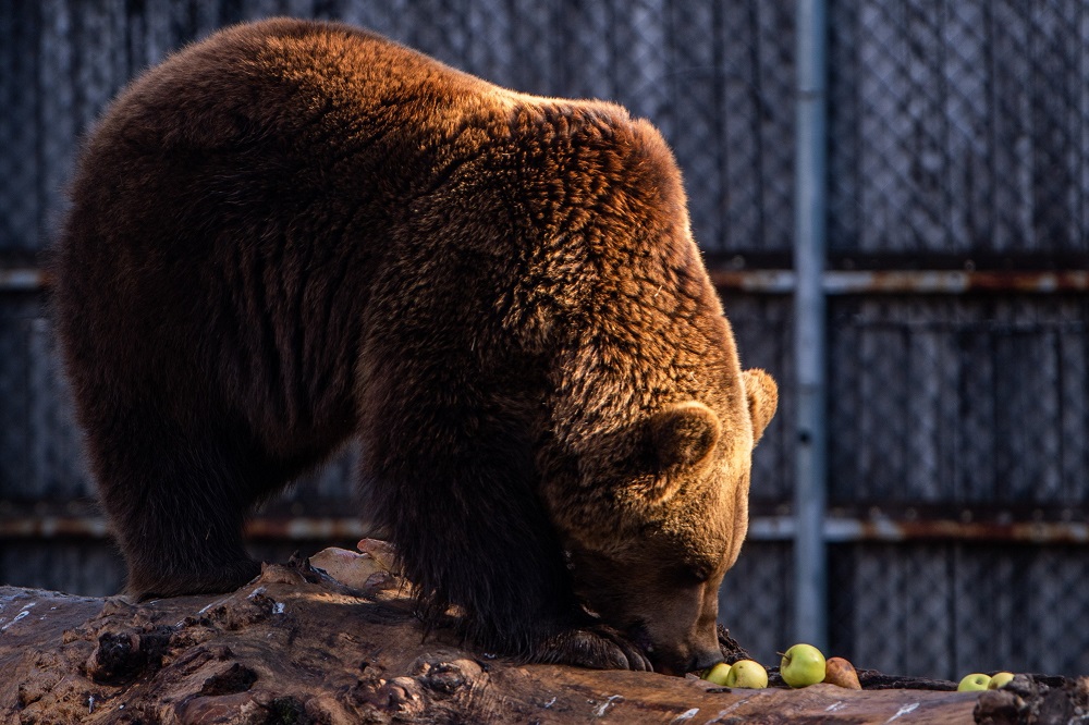 Meglátta árnyékát a fővárosi állatkert medvéje