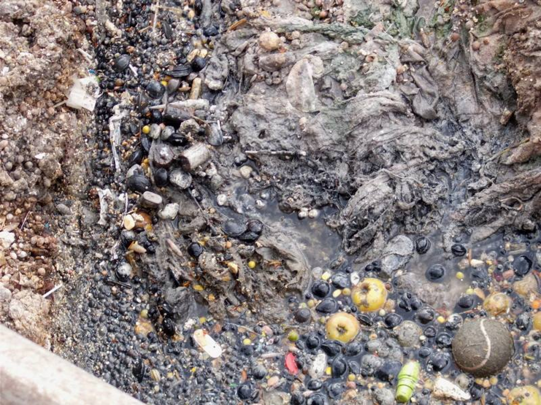 „Csatornaszörny” került a pécsi állatkertbe