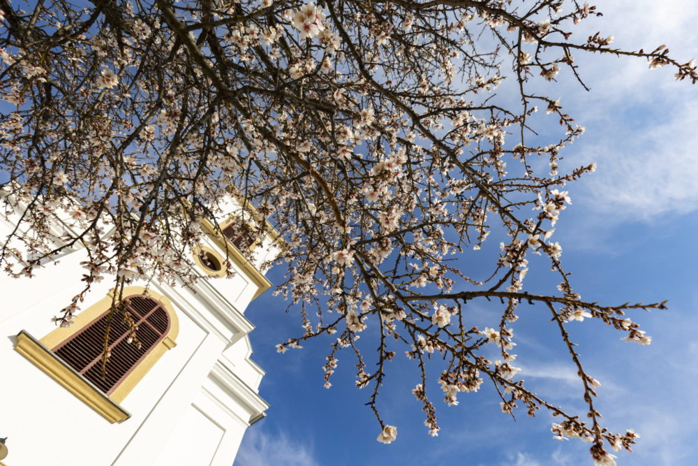 Virágzó mandulafa Pécsett