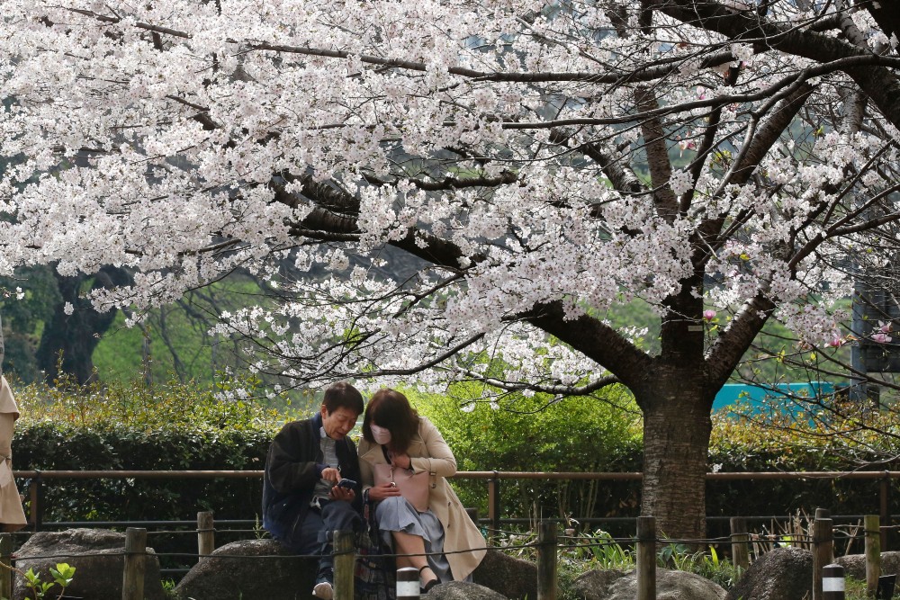 Cseresznyevirágzás Japánban