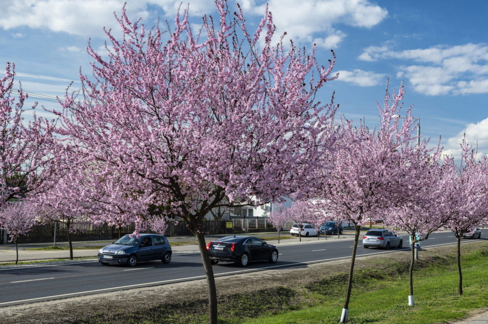 Virágzik a cseresznyeszilvafa Hajdú-Bihar megyében