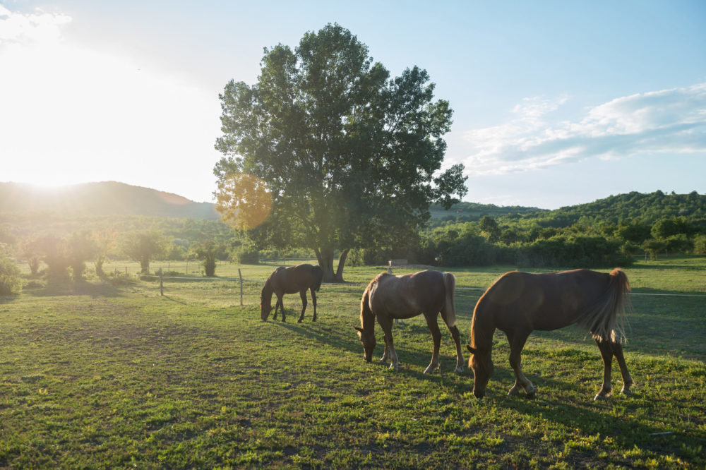 Már lehet pályázni lovas létesítmények fejlesztésére
