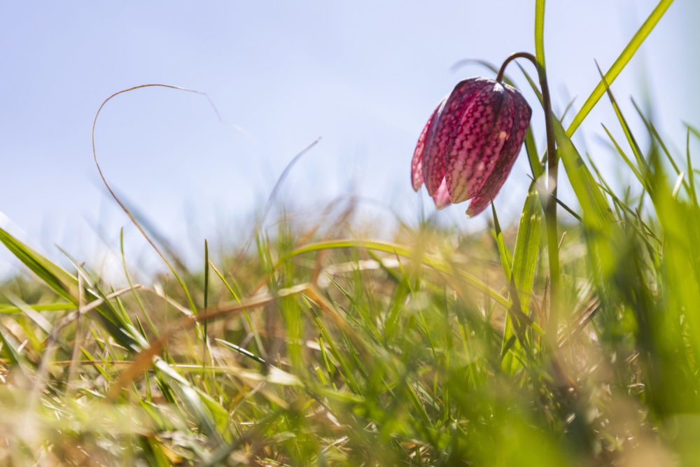Virágzik a mocsári kockásliliom Gyékényes közelében
