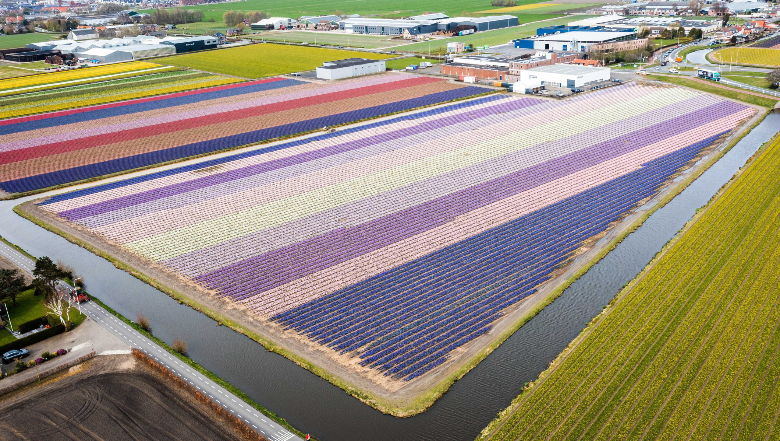 Virágmező Hollandiában