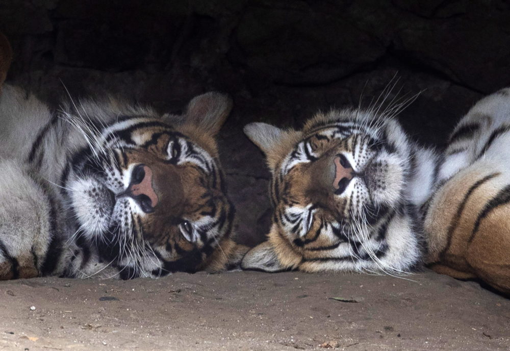 Két bengáli tigris pihen a katmandui állatkertben