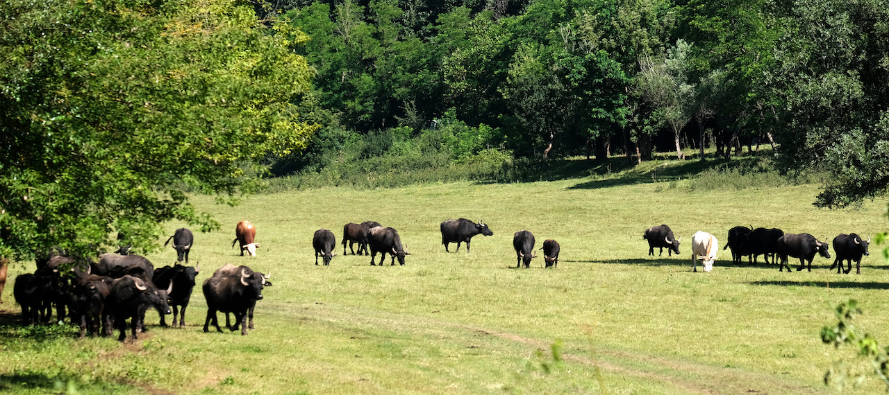 Hagyomány és innováció