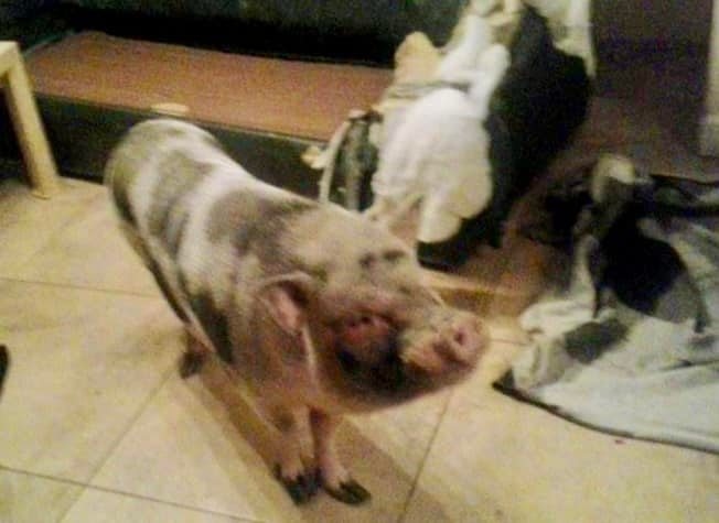 Méretes sertés fogadta a mentősöket az angyalföldi lakásban