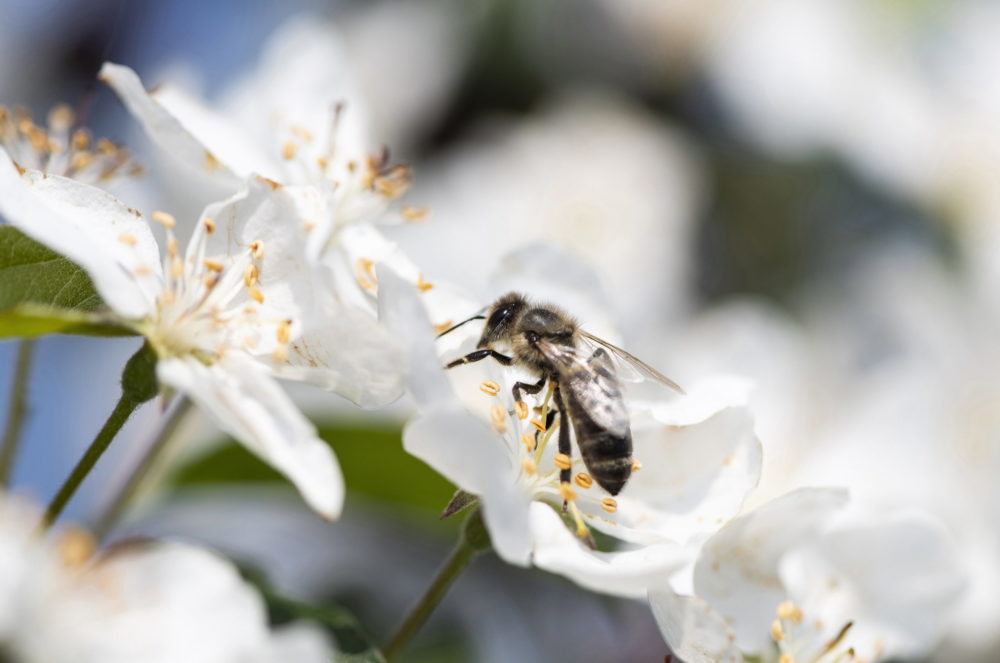 Virágzik az alma Szabolcsban