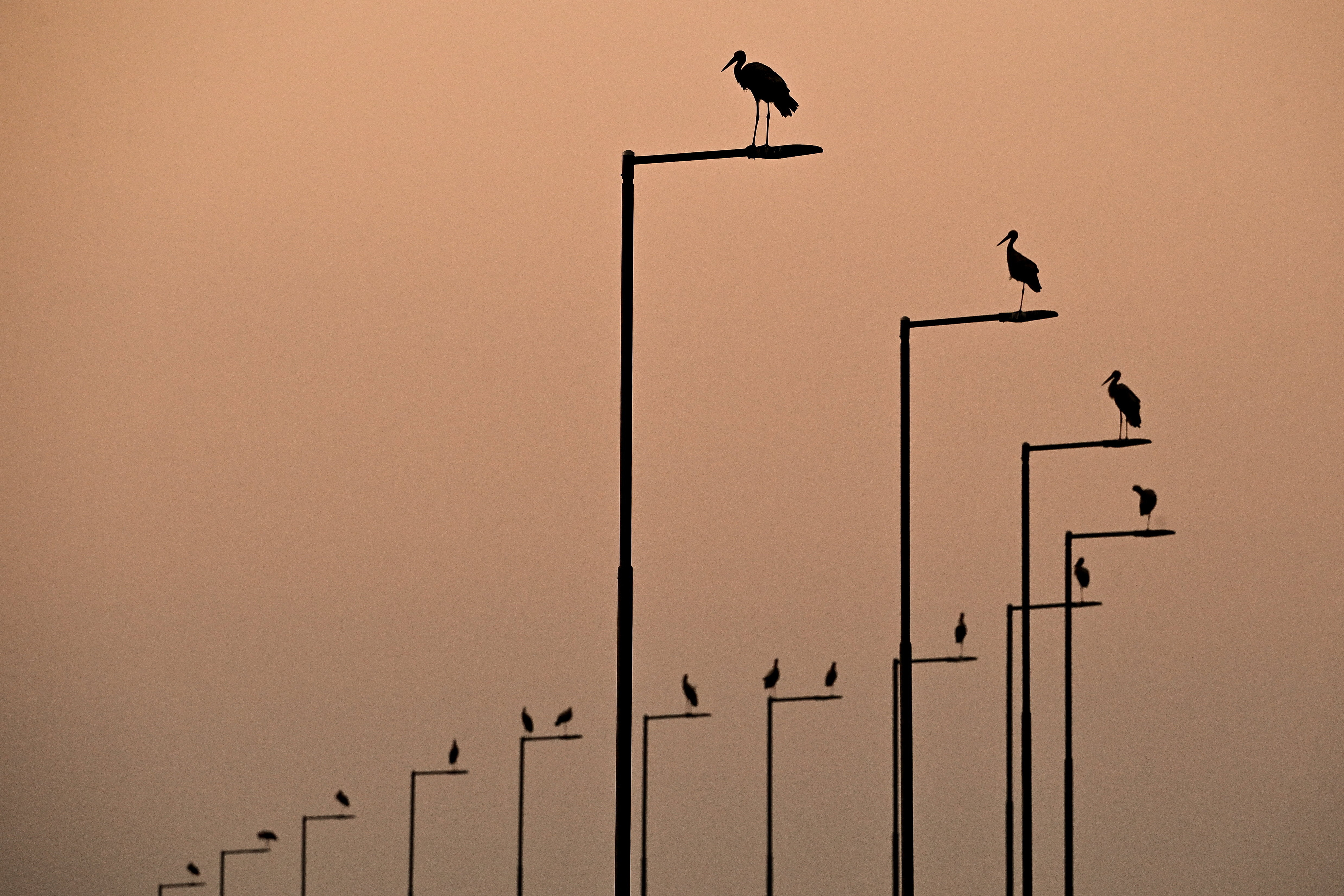 Gólyák a villanyoszlopokon